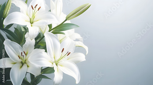 branch of white lilies flowers, mourning or funeral background, condolence card with copy space for text