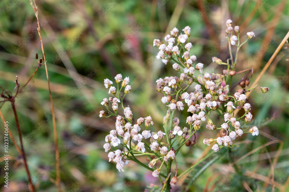 Wunderschöne Gebirgspflanze, im Hintergrund Waldboden,, Hintergrund unscharf, Textfreiraum Wunderschöne Gebirgspflanze, im Hintergrund Waldboden,, Hintergrund unscharf, Textfreiraum