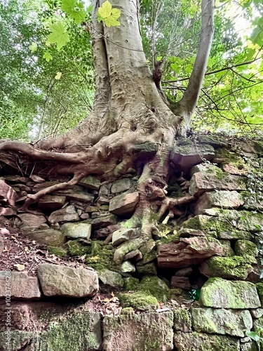 Tree roots exposed behind a fallen stone wall, where the ancient structure crumbles and the tree's roots claim the space. The scene reflects nature's resilience and power.