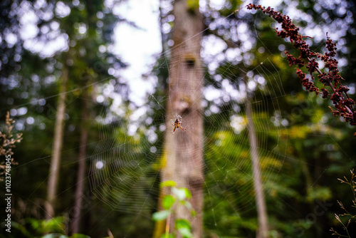 Fototapeta Naklejka Na Ścianę i Meble -  Pająk