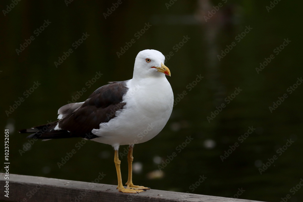 Obraz premium Lesser black-backed gull