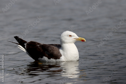 Photography Lesser black-backed gull