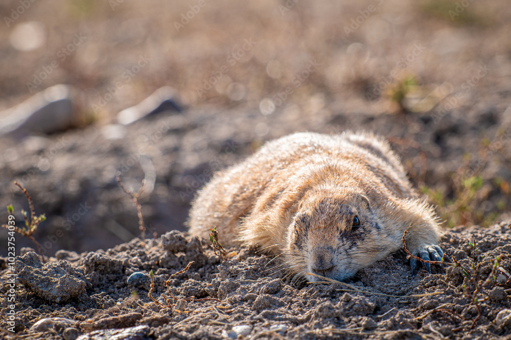 Obraz premium A small prairie dog is comfortably lying on its back in the dirt, relaxing