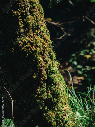 Light to mossy trees in dark forest. Green leaves and wet grass in forest