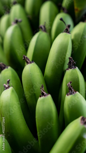 Close-up of unripe green bananas growing in a bunch