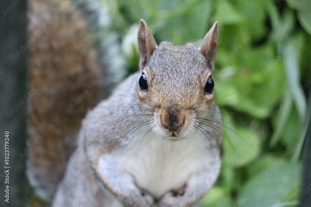 A gray squirrel is captured in a close up shot, showcasing its large dark eyes and bushy tail. Lush green foliage fills the background, indicating a natural environment. A gray squirrel is captured in a close up shot, showcasing its large dark eyes and bushy tail. Lush green foliage fills the background, indicating a natural environment.