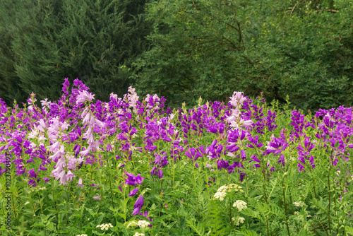 landscape, field of purple bells on forest edge close up