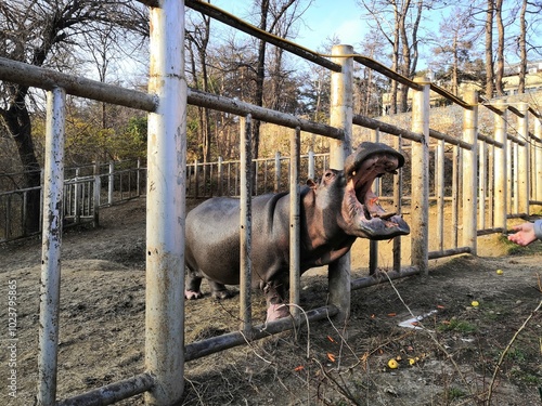 Photography Feeding a Hungry Hippo at the Zoo: Carrots and Apples Tossed into Its Open Mouth