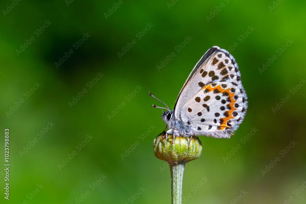 a wonderful little butterfly with black dots,Checkered Blue, Scolitantides orion