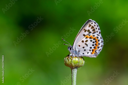 Obraz na płótnie a wonderful little butterfly with black dots,Checkered Blue, Scolitantides orion w salonie