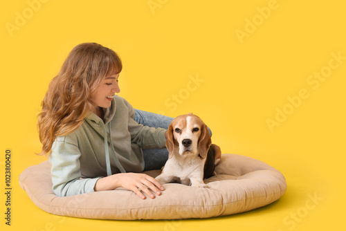 Young woman lying with cute beagle dog on pet bed against yellow background