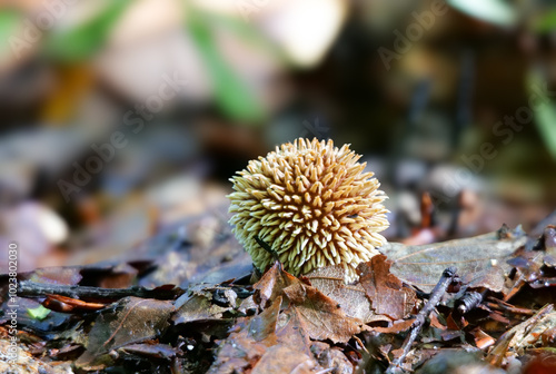 Igelbovist (LYCOPERDON ECHINATUM) photo