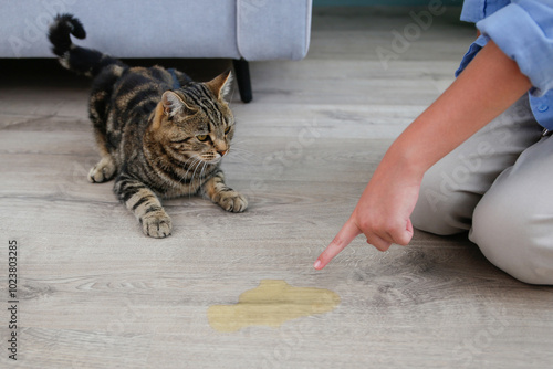 A pet cat went to the toilet on the floor of the house. A wet spot on the laminate. The girl scolds the cat.