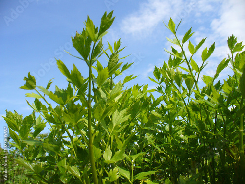 Green leaves of herb plant Lovage, Levisticum officinale and blue sky on sunny spring weather. Topics: natural vitamins, health, herbal medicine, natural medicine, beauty of nature, spring, season