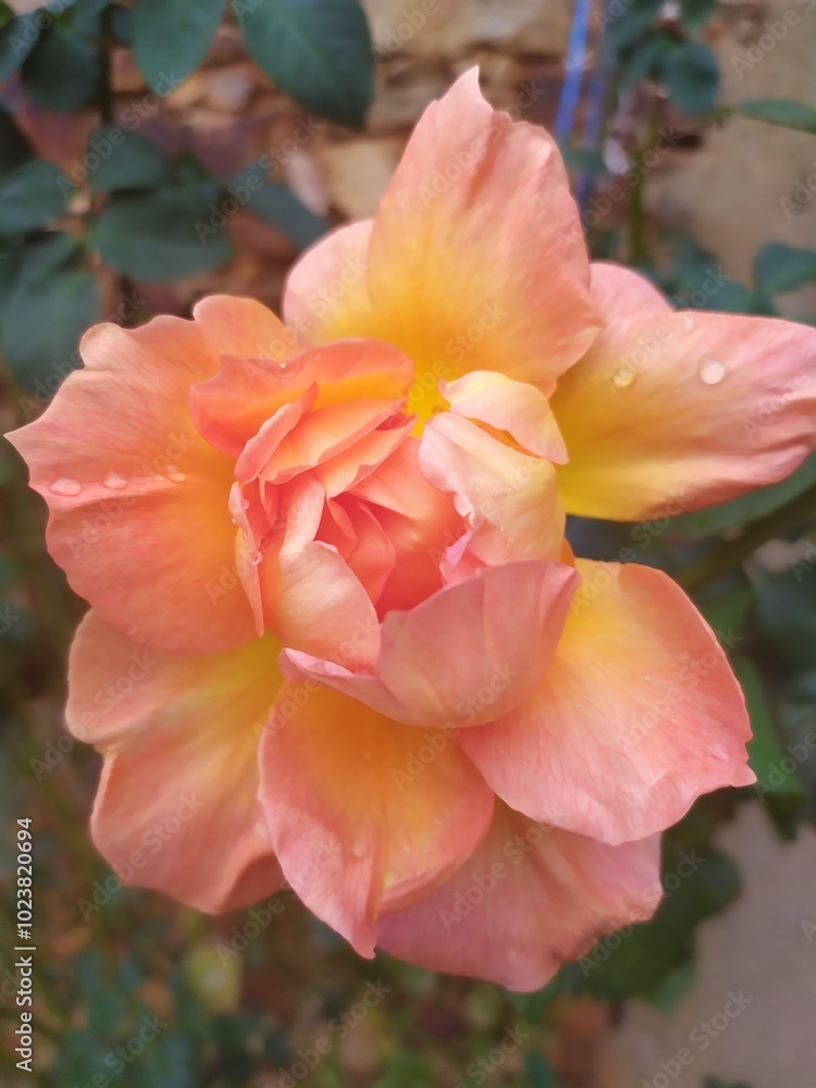 Rosa color salmón Rosa color salmón