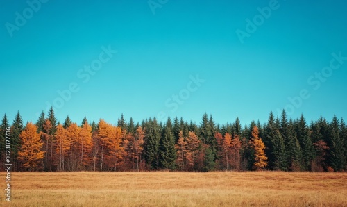 A blue sky with a forest of trees in the background