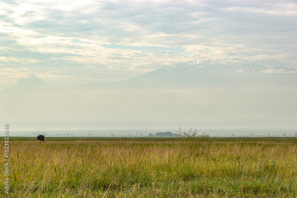 Kilimonjaro Kilimonjaro