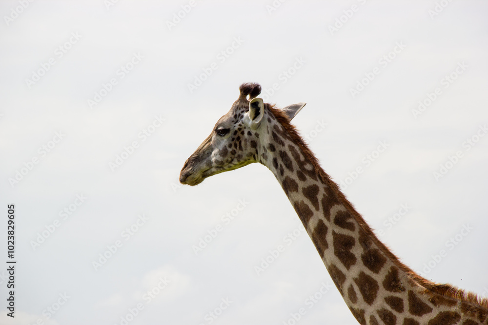 Naklejka premium giraffe in the wild