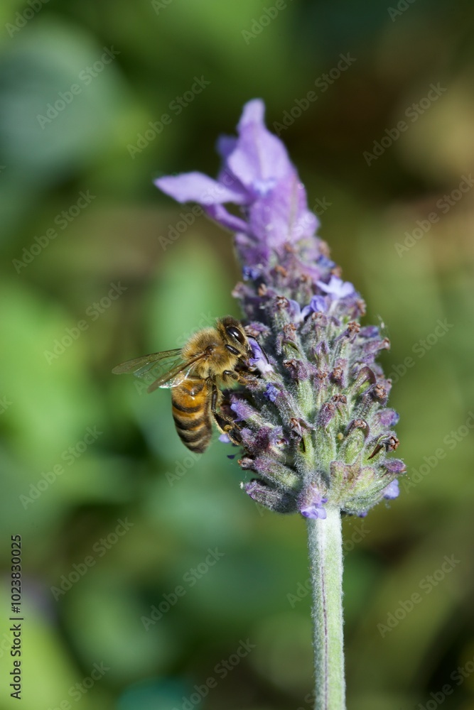 bee eating the nectar of the lavender flower in spring bee eating the nectar of the lavender flower in spring