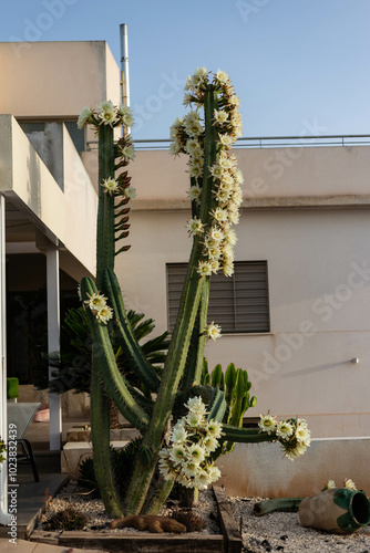 flowers trichocereus pachanoi, cactus san pedro