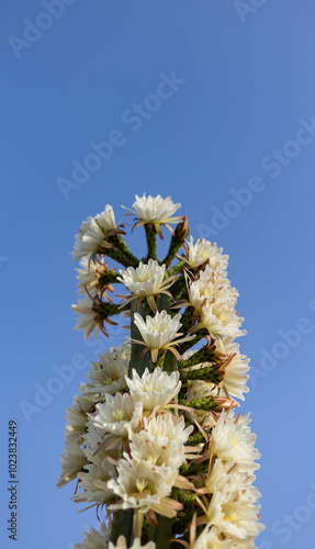 flowers trichocereus pachanoi, cactus san pedro