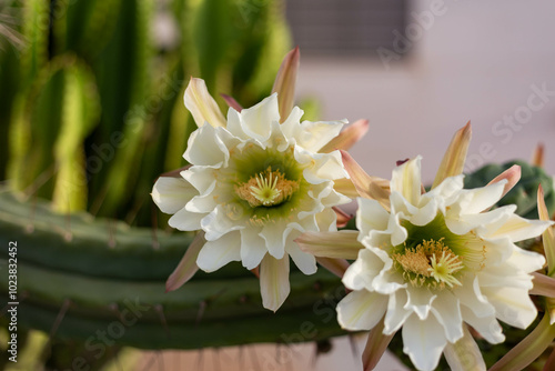 flowers trichocereus pachanoi, cactus san pedro