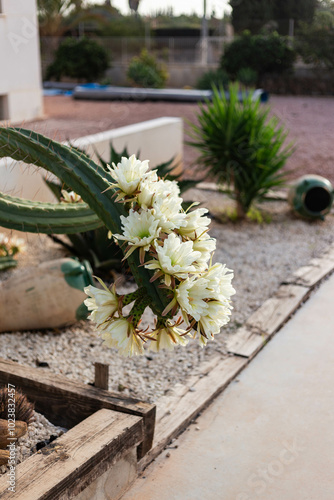 flowers trichocereus pachanoi, cactus san pedro