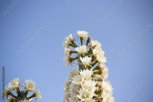 flowers trichocereus pachanoi, cactus san pedro