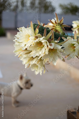 flowers trichocereus pachanoi, cactus san pedro