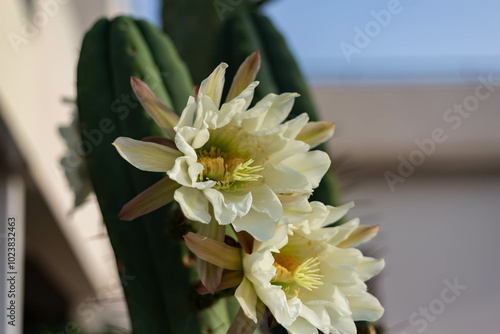 flowers trichocereus pachanoi, cactus san pedro