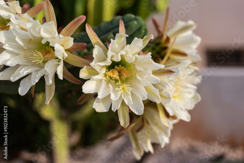 flowers trichocereus pachanoi, cactus san pedro