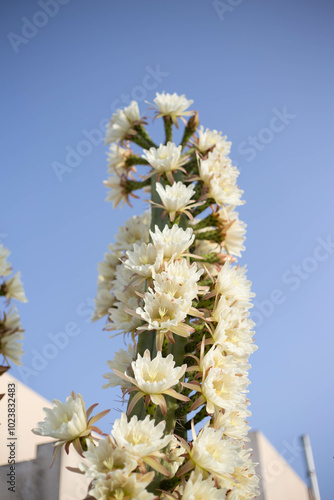 flowers trichocereus pachanoi, cactus san pedro