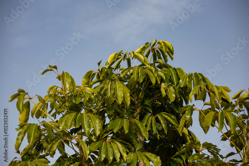 Schefflera tree