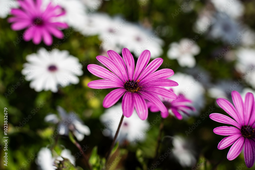 Obraz premium pink daisy flowers