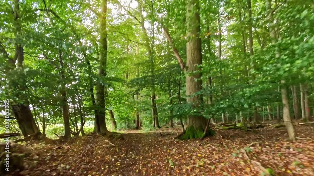 durch den sonnigen grünen Wald, Weg, Fährte, Natur, Mountainbiken, Fahrradfahren, Wandern, Sport, Bewegung, schnell, Drohne
durch den sonnigen grünen Wald, Weg, Fährte, Natur, Mountainbiken, Fahrradfahren, Wandern, Sport, Bewegung, schnell, Drohne
