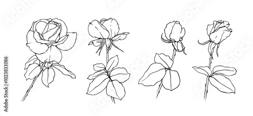 Set of line sketches,outlines of flowers and rose buds.Decorative botanical elements.Vector graphics.