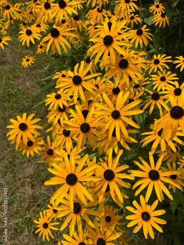 Black Eyed Susan Flowers photo