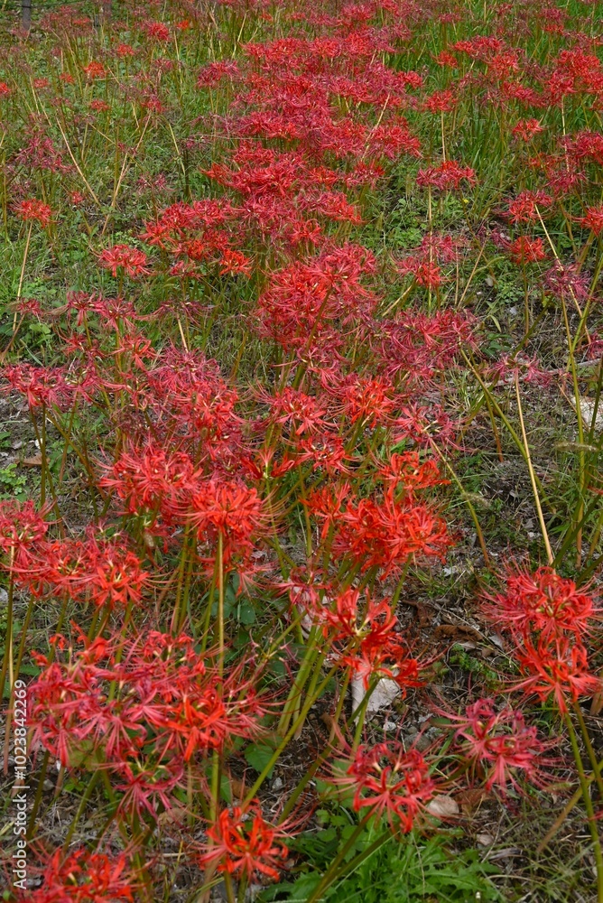 Red spider lily flowers. Amaryllidaceae perennial plants. Flowering season is around September. The bulbs are poisonous. Red spider lily flowers. Amaryllidaceae perennial plants. Flowering season is around September. The bulbs are poisonous.