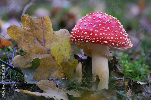 Photography Single mushroom Amanita muscaria - red toadstool, commonly known as the fly agaric or fly amanita