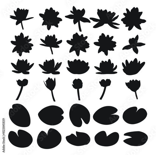 Big set of water lily, water lilies, silhouette of buds and plant foliage
