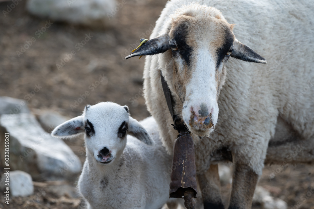 Fototapeta premium ovejas de raza merina localizadas en España