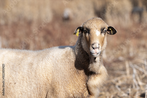 ovejas de raza merina localizadas en España