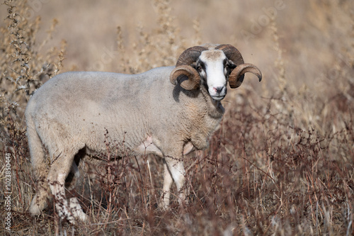 ovejas de raza merina localizadas en España