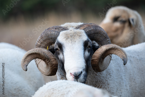 ovejas de raza merina localizadas en España