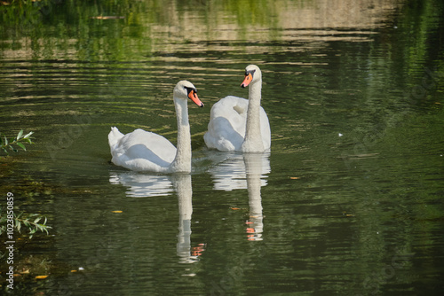 A sibilant swan with an elegantly curved neck, floating on the dark surface of the water. The sibilant swan (Latin Cygnus olor) is a bird from the duck family. photo