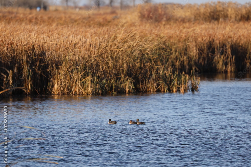 three ducks float on open water in prairie marsh in autumn three ducks float on open water in prairie marsh in autumn