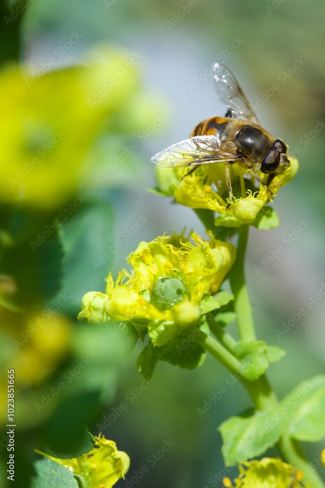 bee eating the nectar of the rue flower in spring bee eating the nectar of the rue flower in spring