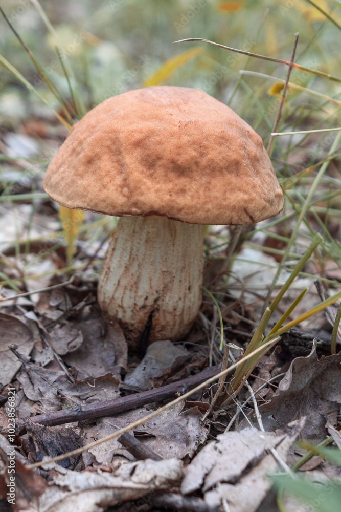 A close-up of wild mushrooms, showcasing their unique texture and vibrant colors, perfectly capturing the atmosphere of nature and harvest A close-up of wild mushrooms, showcasing their unique texture and vibrant colors, perfectly capturing the atmosphere of nature and harvest