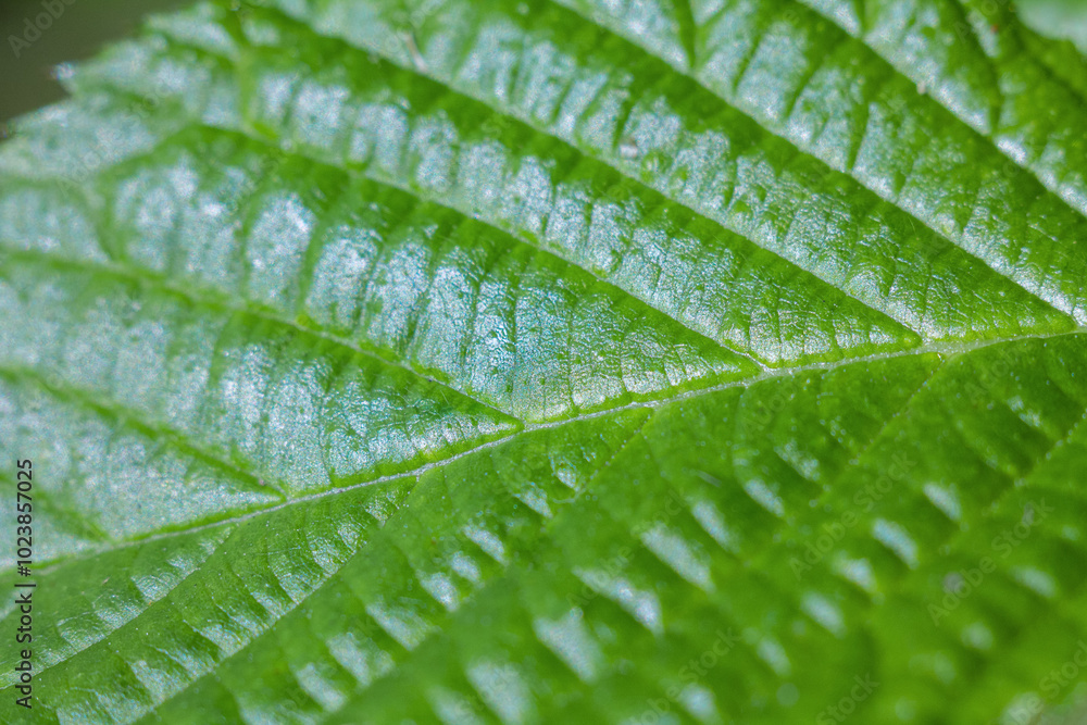 A close-up of a green leaf with fine veins that reflects light, highlighting its texture and the natural beauty of nature A close-up of a green leaf with fine veins that reflects light, highlighting its texture and the natural beauty of nature