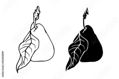 Line sketch, pear fruit outline,Decorative silhouette of seasonal fruits.Vector graphics.